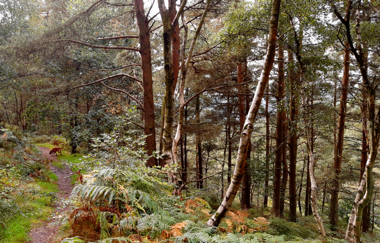 Following a woodland path on the Beeley Round